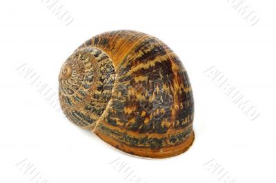 Snail shell