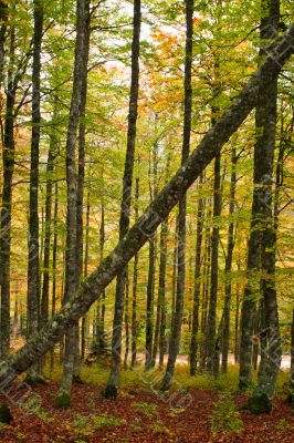 Colors in autumn