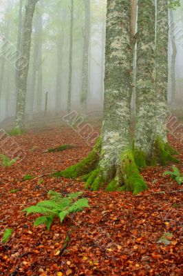 Trees in the foggy autumn