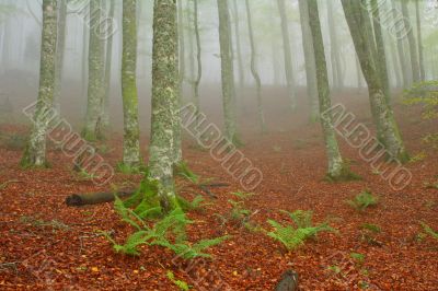Colors in the foggy autumn