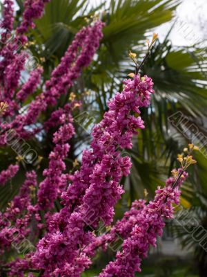 Cercis europea L., Love Tree.