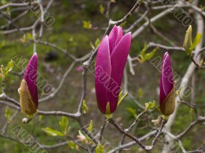 Magnolia soulangeana