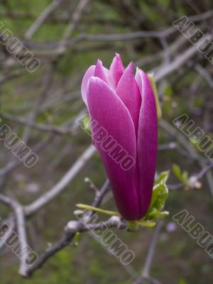 Magnolia soulangeana