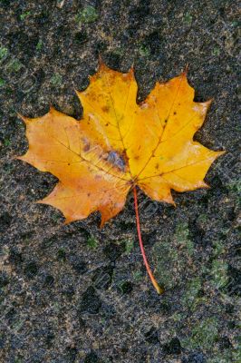 Autumn leaf