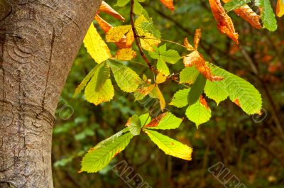 Leaves on a tree