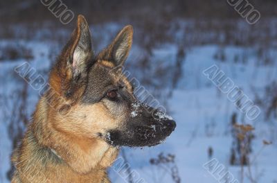 german shepherd