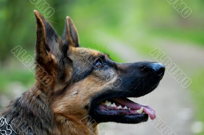german shepherd