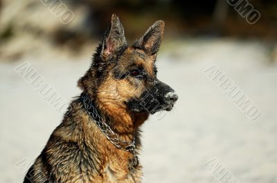 german shepherd