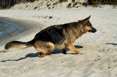 german shepherd