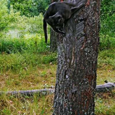 cat jump on tree