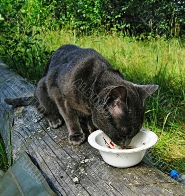 Eating cat