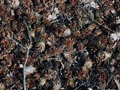 texture - forest carpet