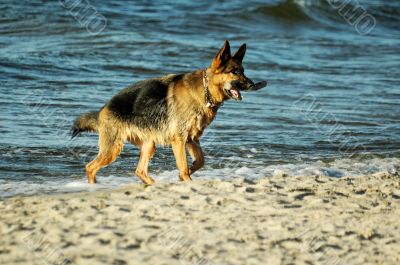 german shepherd