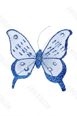 Blue butterfly