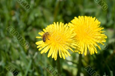 Pollinating the Dandelions