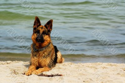 german shepherd