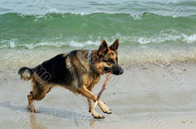 german shepherd