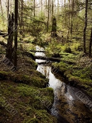 wildnest forest