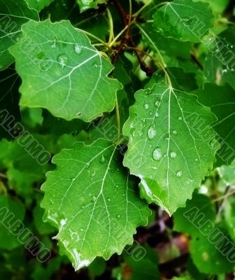 Leaves after a rain