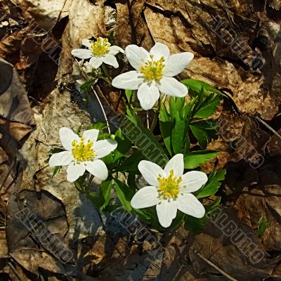 wildness spring flowers