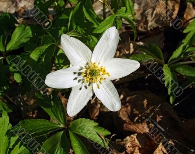 wildness spring flower