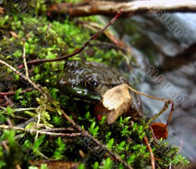 Camouflage Frog