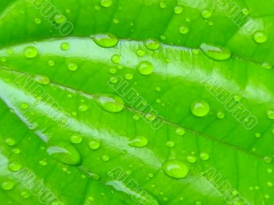 water droplets dew on leaf