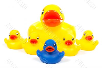 Rubber ducks family