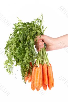 Holding a bunch of carrots