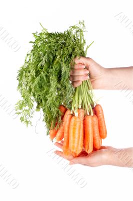 Holding a bunch of carrots