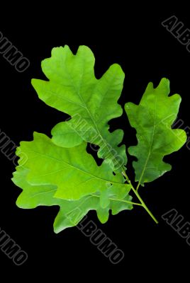 oak leaf