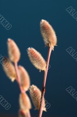 catkin