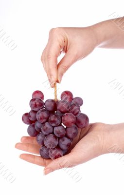 Red grapes bunch in the hands