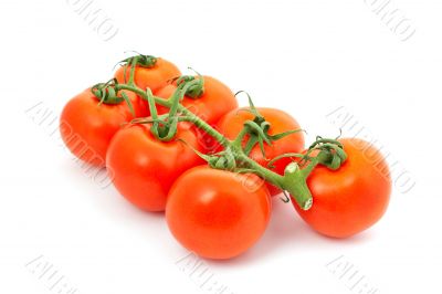 Seven red tomatoes