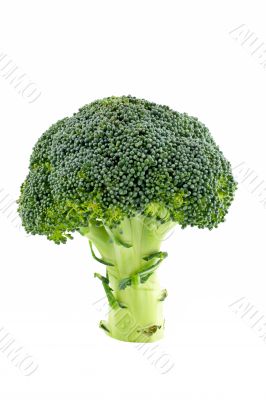 Broccoli