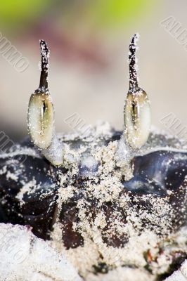 illusionist crab