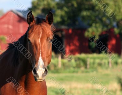 Face-to-Face Horse
