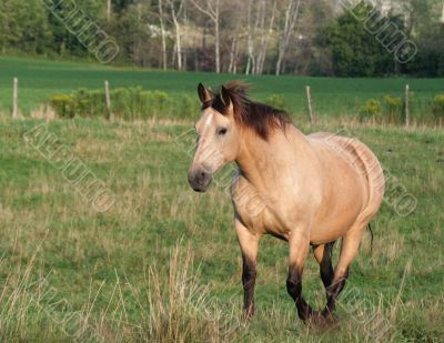 Buckskin Stroll
