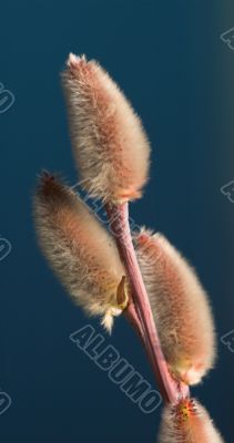 catkin