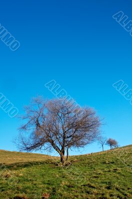 Solitary tree on blue sky