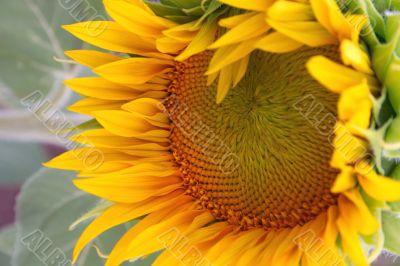 sunflower
