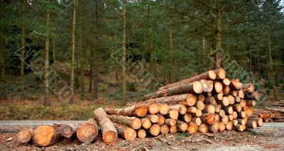 Logs stacked
