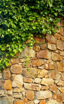 Ivy climbing the old wall