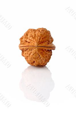 Walnut on reflected background