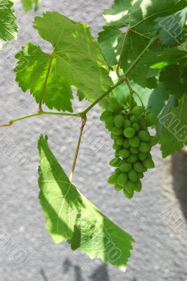 Green Grape