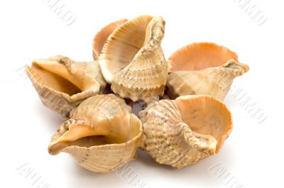 cockle-shel