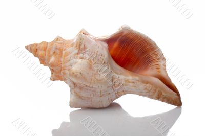 Seashell