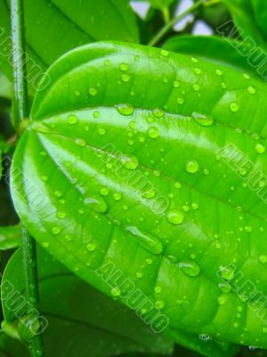 water droplets dew on leaf