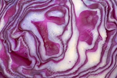 Red cabbage background