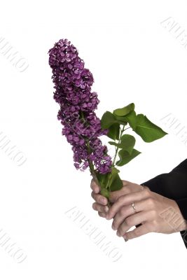 lilac branch